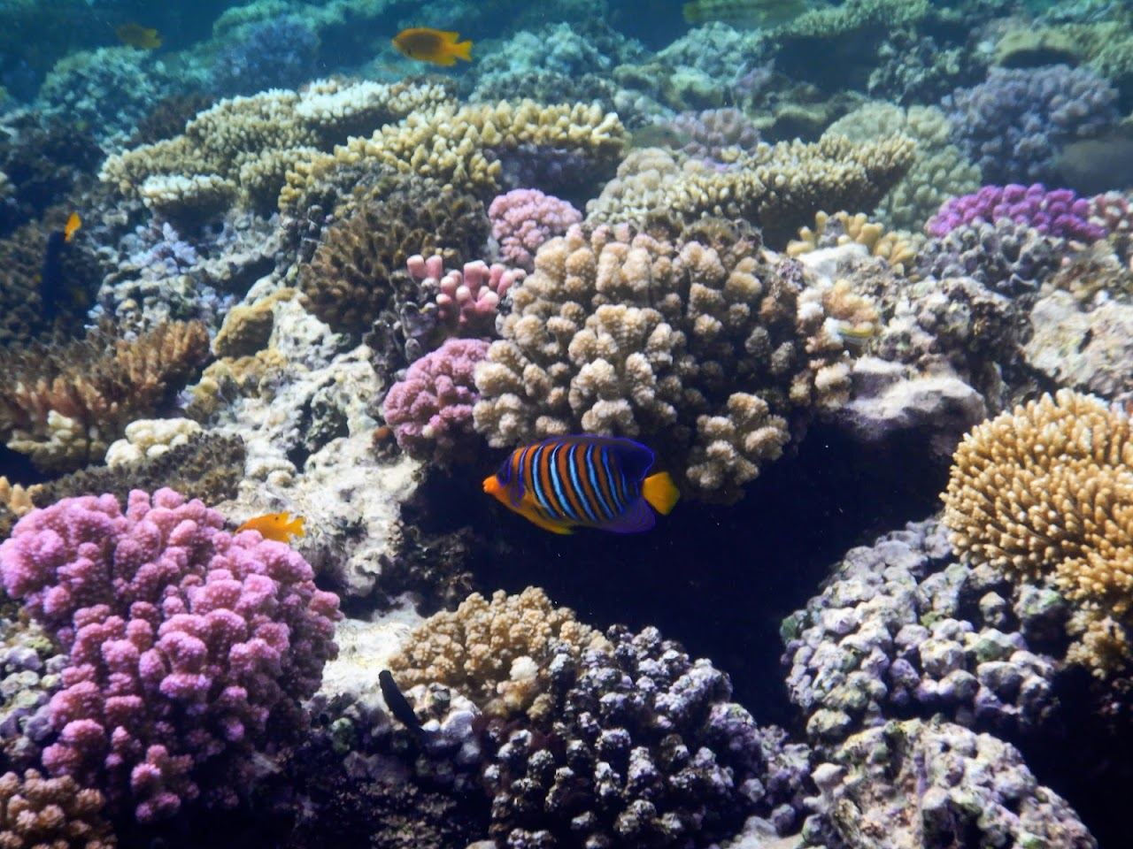 The calm turquoise bay and pale gold sand of Abu Dabbab Beach near Marsa Alam on the Red Sea in Egypt