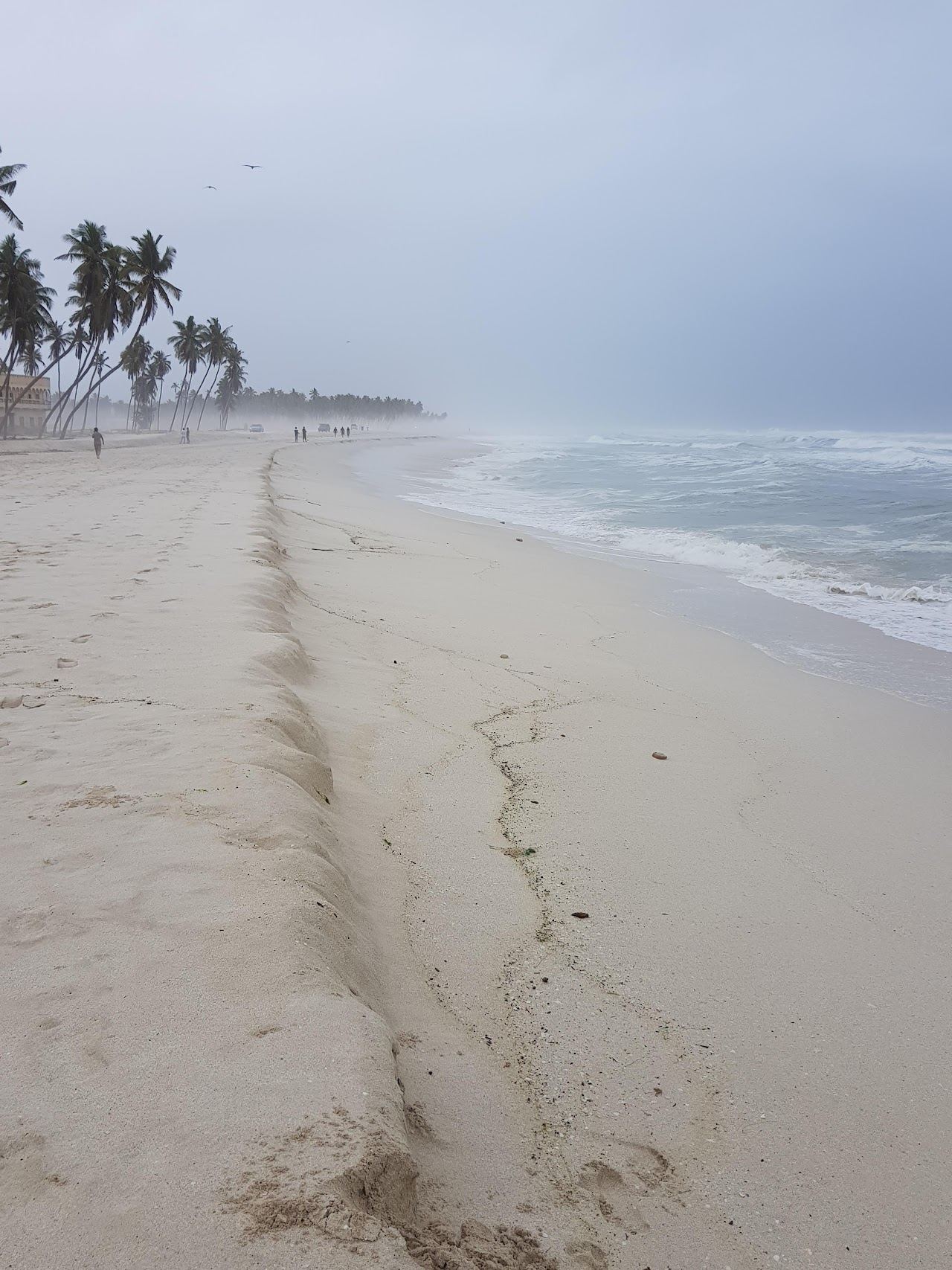 Soft white sand and coconut palms along the corniche at Al Haffa beach in Salalah