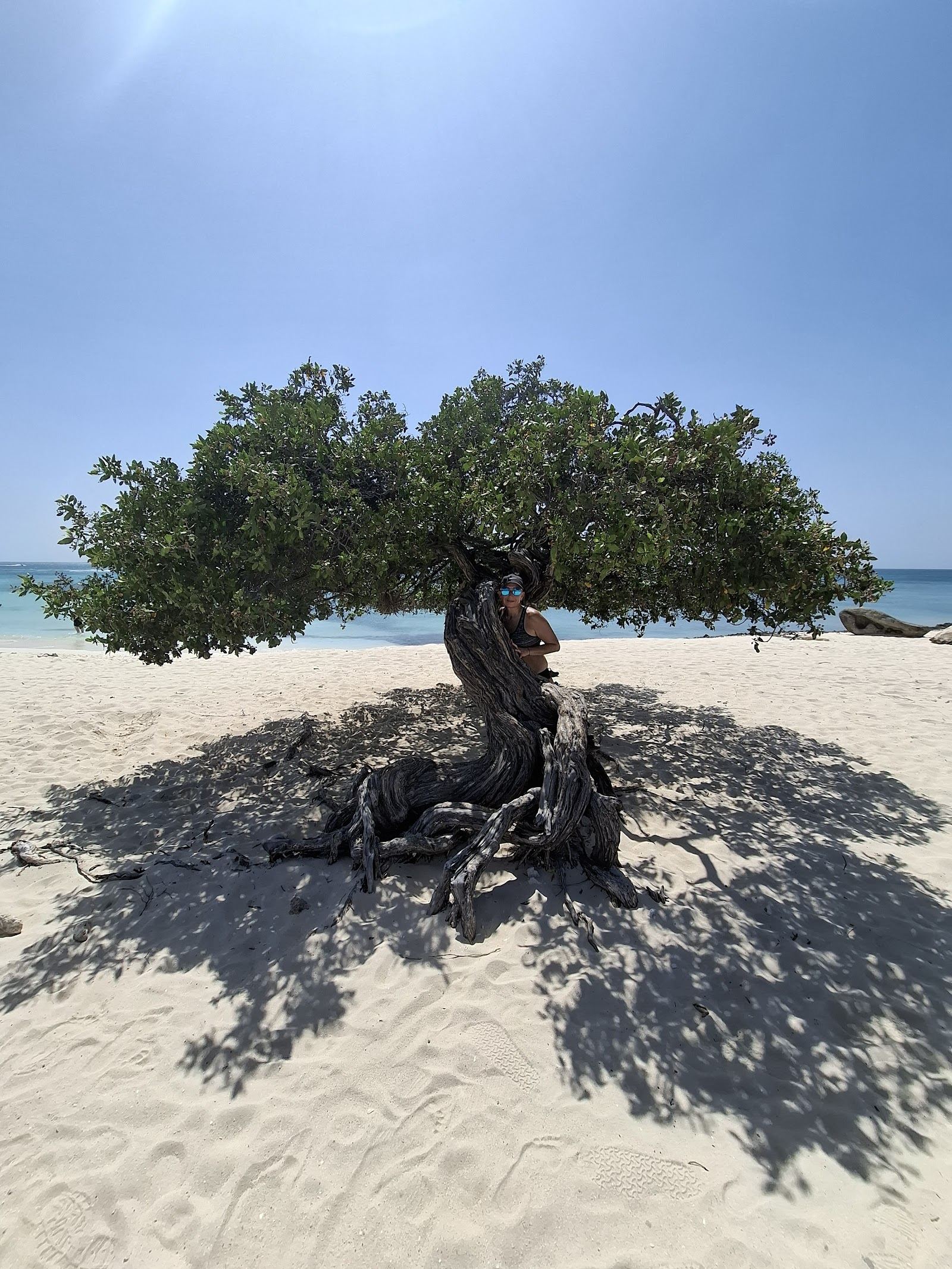 Soft white sand, turquoise water and a fofoti tree under blue sky on a calm day at Eagle Beach in Aruba