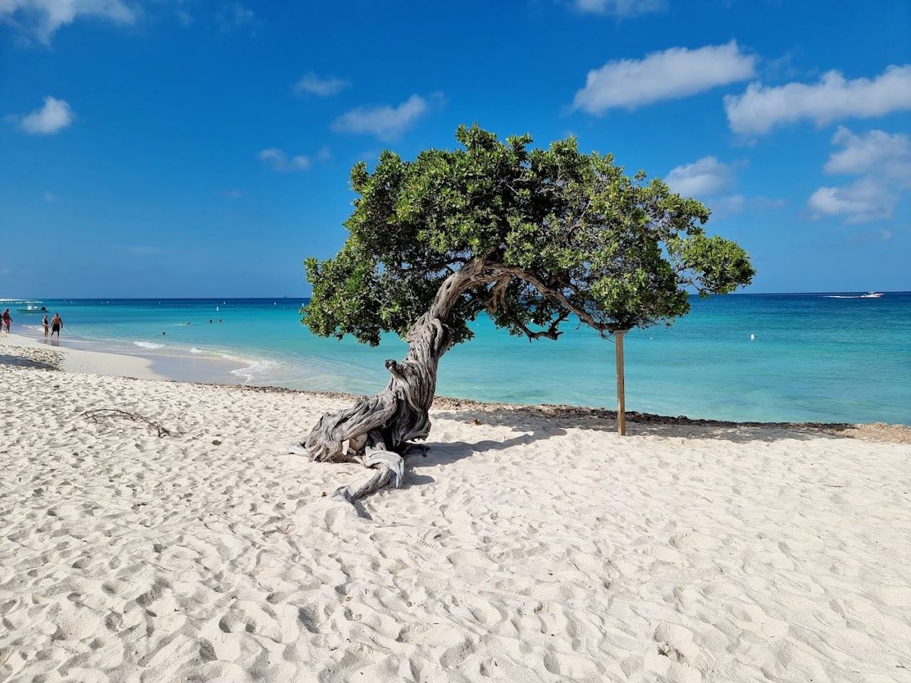 Wide white sand and the lone fofoti trees at Eagle Beach in Aruba