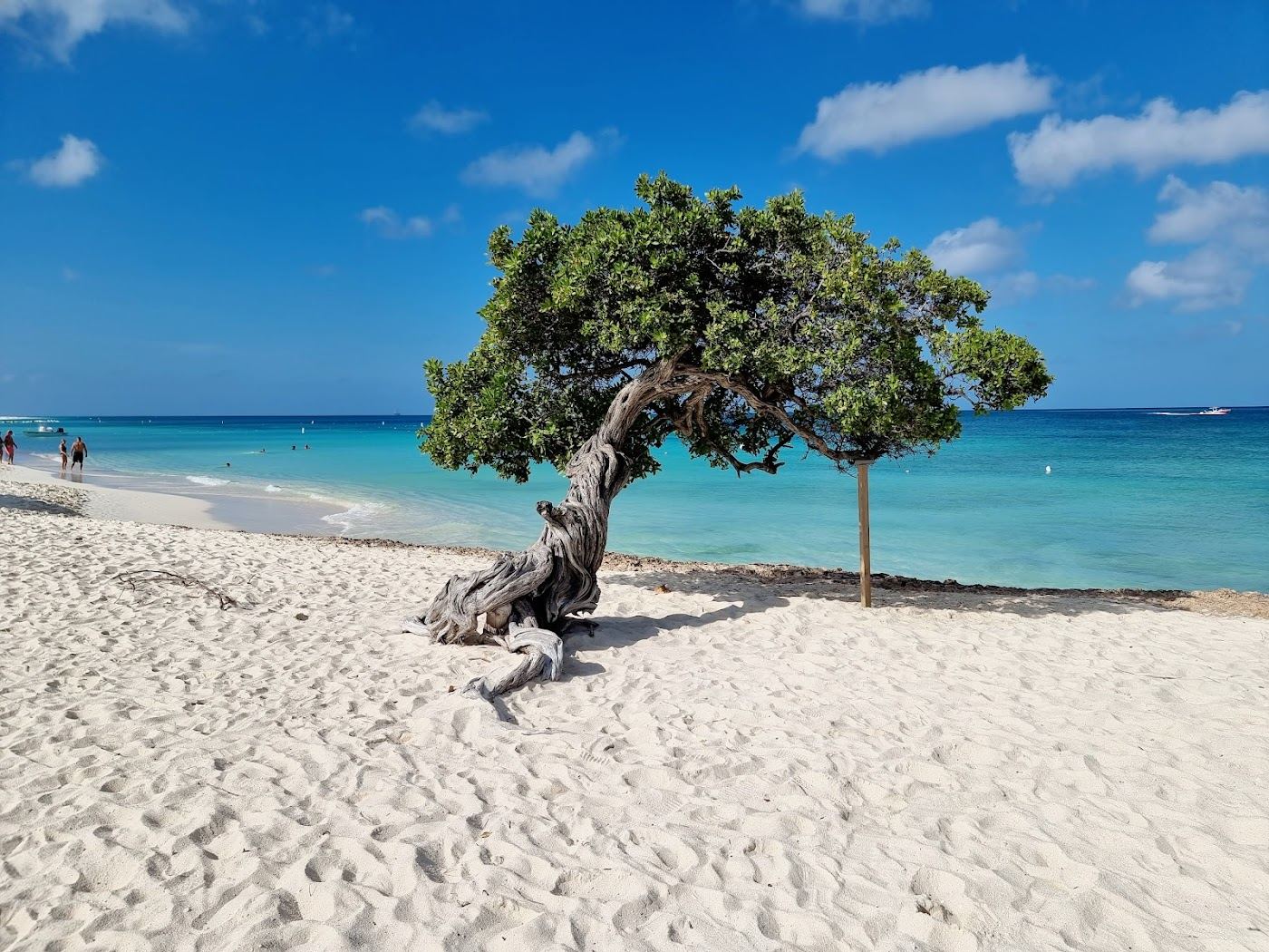 The wide white sand at Eagle Beach in Aruba