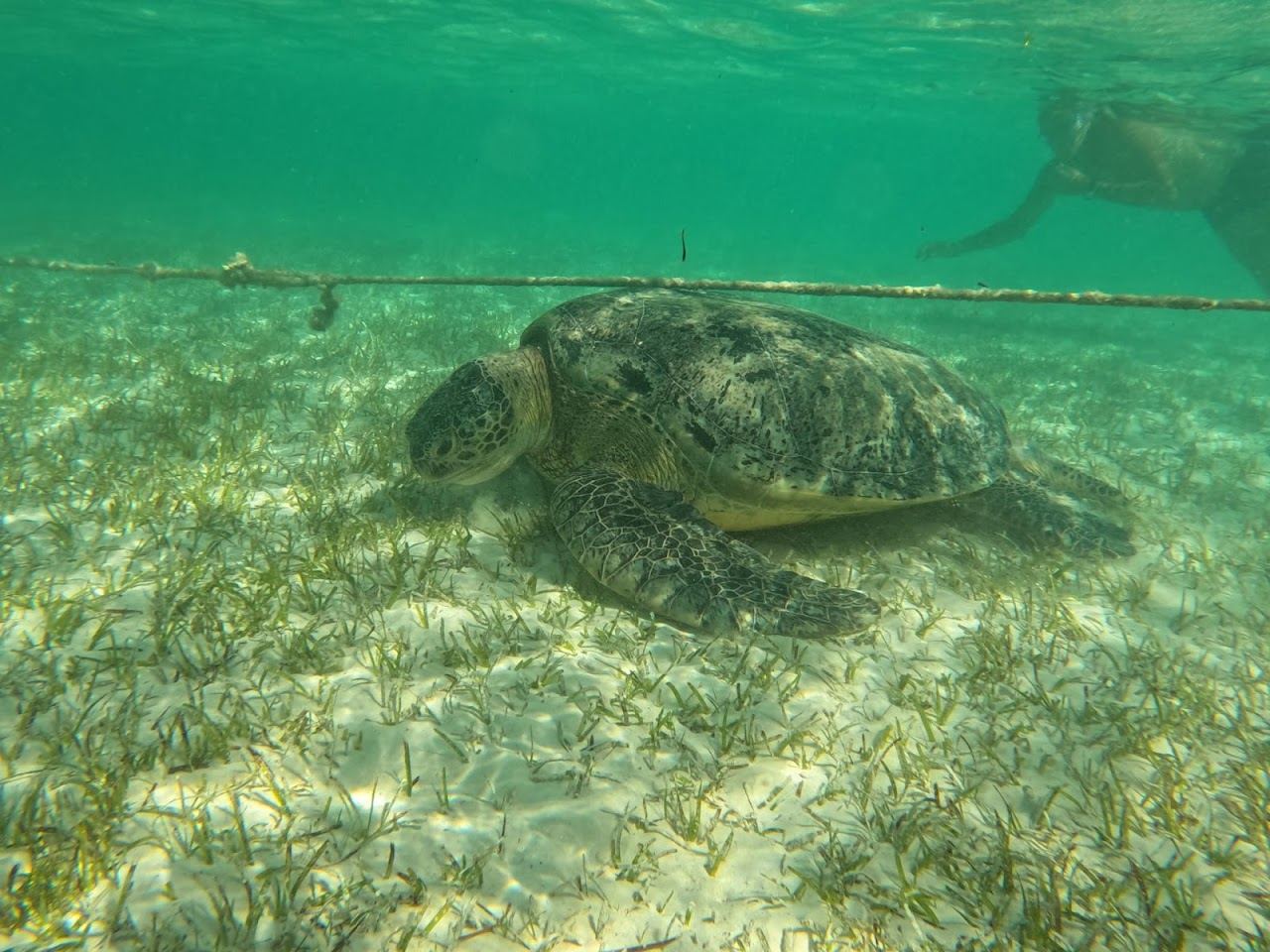 The calm clear bay and seagrass shallows of Marsa Mubarak near Marsa Alam on the Red Sea in Egypt