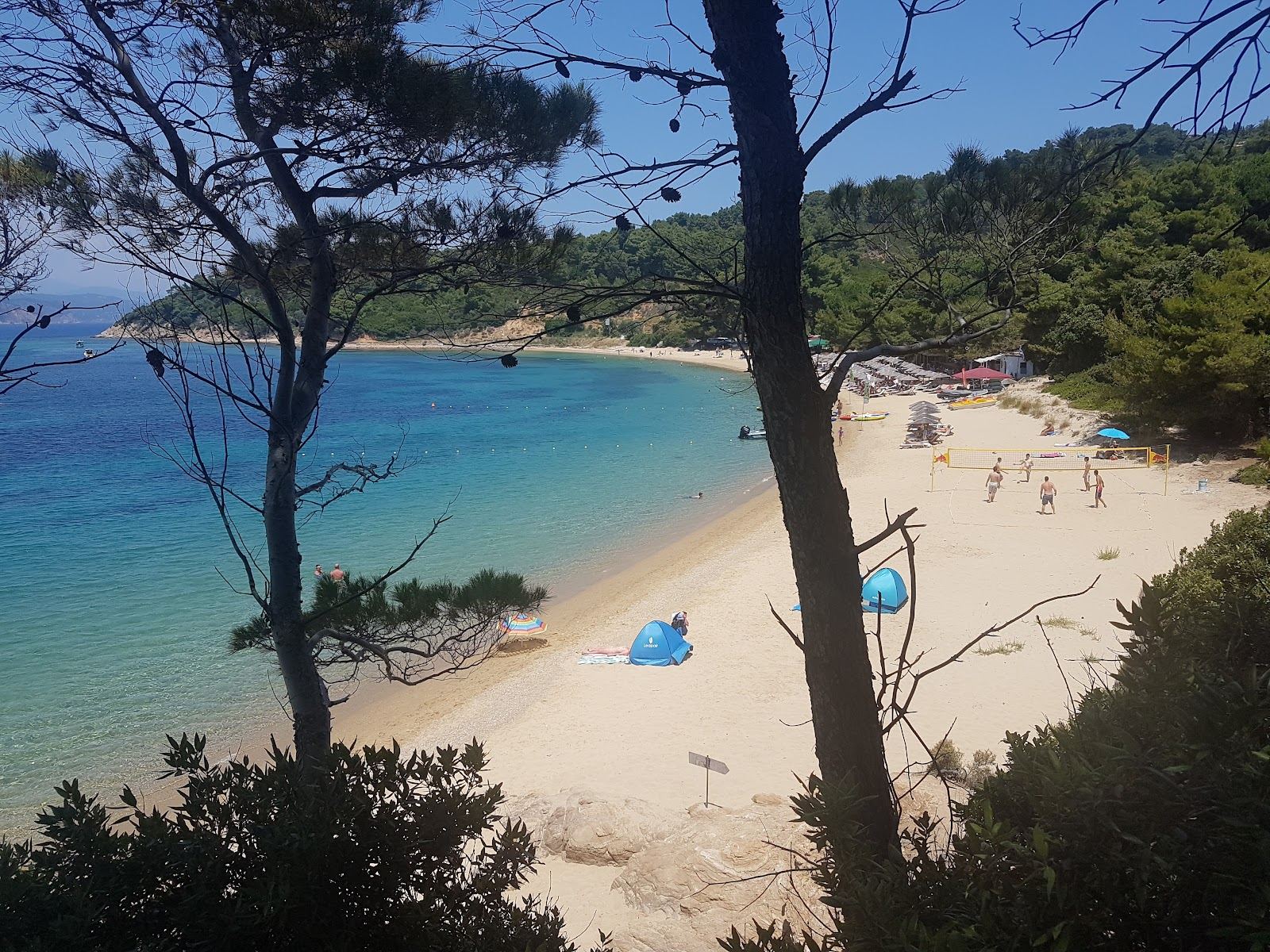 The golden west coast sand of Agia Eleni beach backed by pine trees on Skiathos