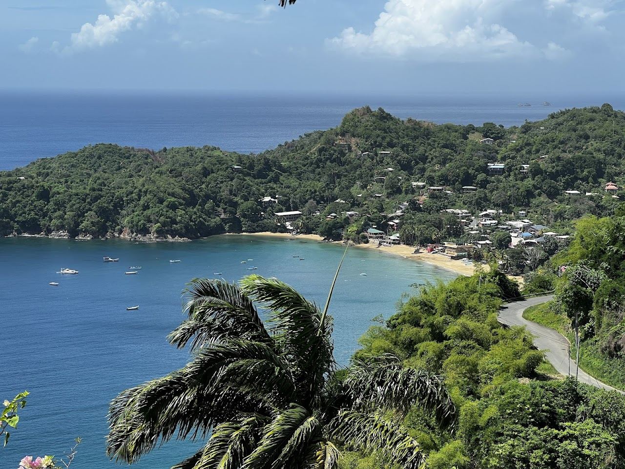 Palms leaning over a calm leeward bay in Tobago in warm afternoon light