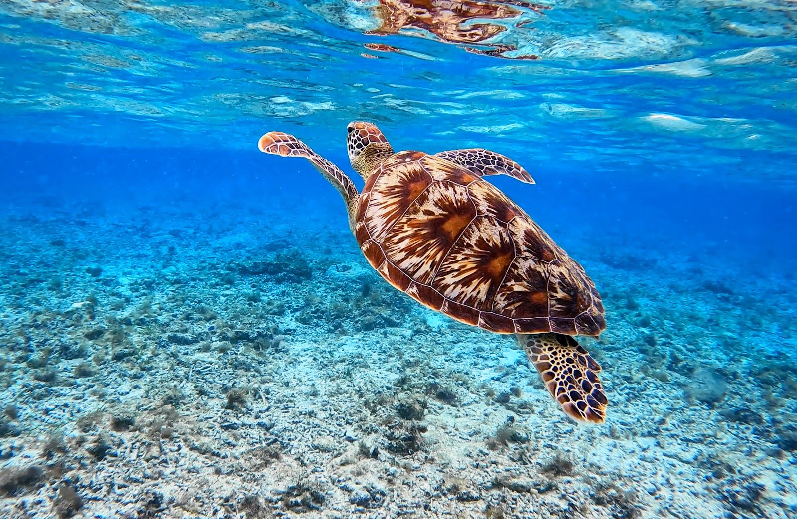 Calm shallow water at Turtle Point on the northeast shore of Gili Trawangan
